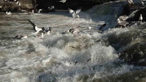 Uçan Balıkların Göç Yolculuğu Başladı