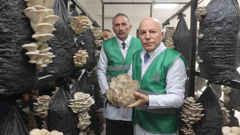 Erzurum'da İstiridye Mantarı Üretimi Başladı