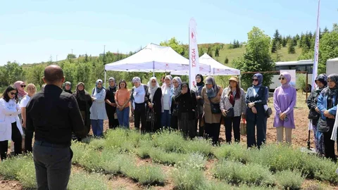 Bozkırların Altın Otu Hasadı Eskişehir'de Gerçekleşti