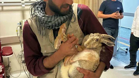 Yaralı Tavşan Hastanede Tedavi Edildi