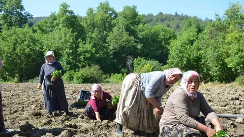 Bilecik'te 162 Yıllık Ata Tohumu Geleneği