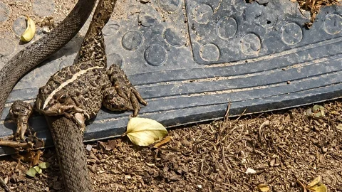 Düzce'de Yılanın Kurbağayı Avlama Anı