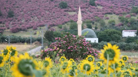 Kozan'da Doğanın Renk Cümbüşü