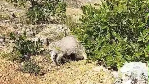 Dünyanın En Korkusuz Hayvanı Bayıltıldı