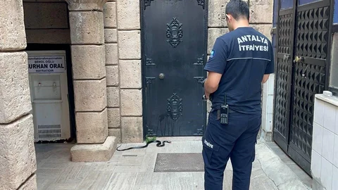 Antalya'da Yılan Panik Yaratıyor