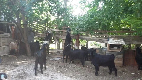 Gediz'de Yörük Göçü Başladı