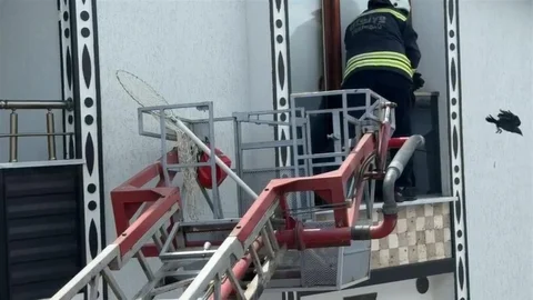 Tekirdağ'da Balkona Sıkışan Karga Kurtarıldı