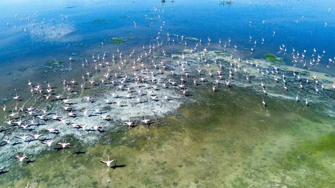 Akgöl'de Kuş Cenneti Canlandı