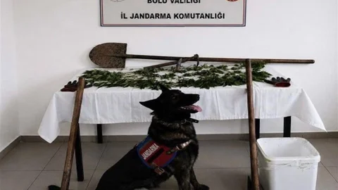 Bolu'da Kenevir Bahçesi Baskını
