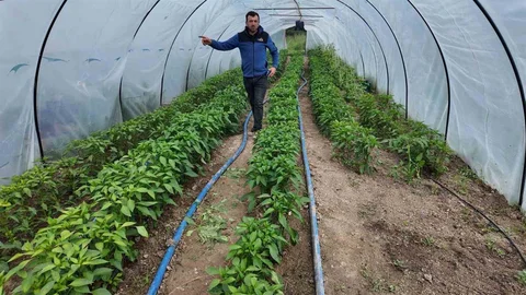 Gediz Ilıca'da Doğal Lezzetler