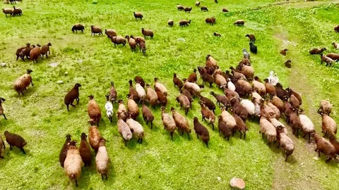 Ağrı'da Koyun Sürüleri Yaylalarda
