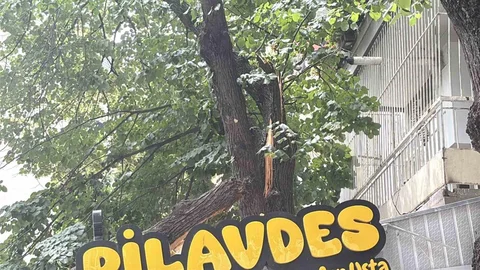 İzmit'te Ağaç Düşmesi Olayı