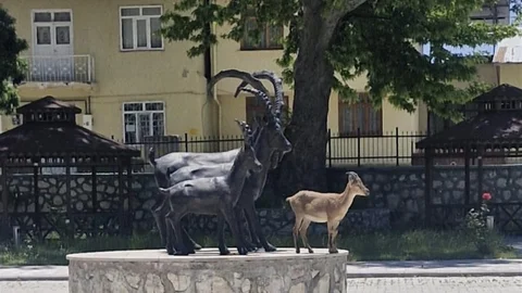 Çemişgezek'te Yaban Keçisi Görüntüsü