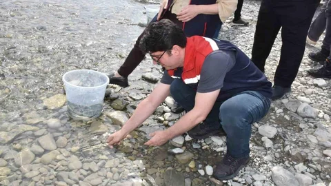 Sinop’ta Mersin Balığı Salımı Yapıldı