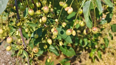 Alaşehir'de Dolu Yağışı Zarar Verdi