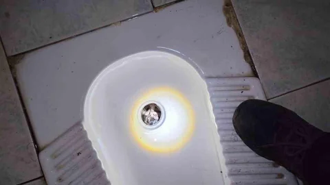 Yavru Kedi Tuvalet Giderine Düştü