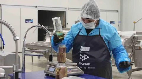 Sinop Lakerdası Ekonomik Değer Kazanıyor