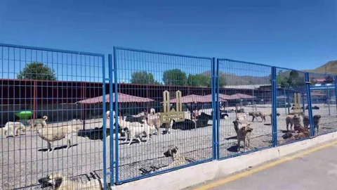 Erzurum'da Sokak Köpekleri Sorunu Çözülüyor