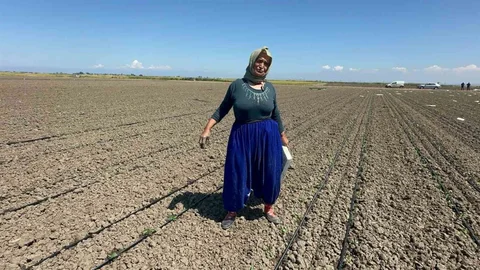 Belindeki Platinle Tarımda Mücadele Ediyor