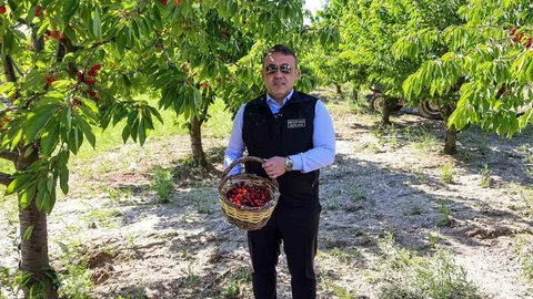 Bilecik'te Kiraz Hasadı Devam Ediyor
