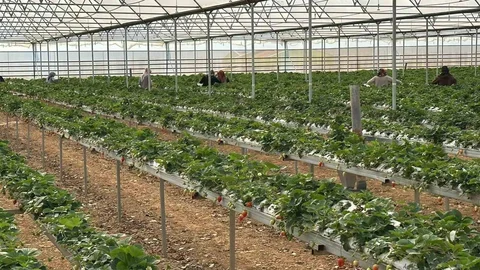 Hatay'da Çilek Hasadı Başladı
