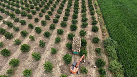 Adana'da Narenciye Ağaçları Mangal Kömürü Oluyor
