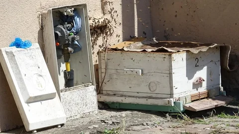 Karabük'te Arı Yuvası Tedirginlik Yarattı