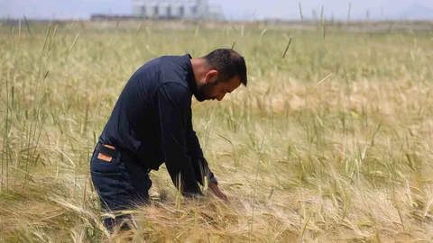 Konya Ovasında Buğday Rekoltesi Beklentisi Artıyor