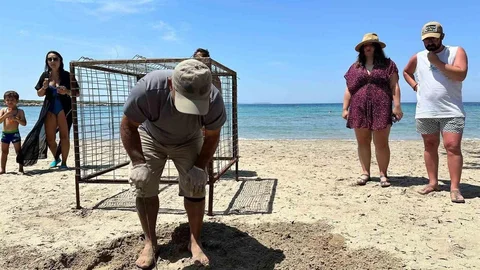 Aydın'da Caretta Caretta Yuva Tespiti