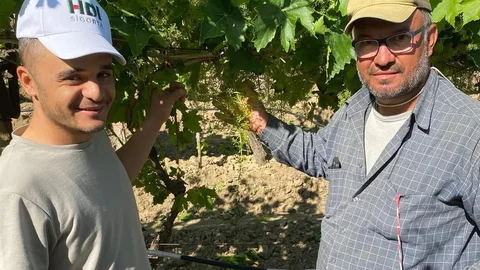 Sarıgöl'de Yaş Üzüm Hazırlıkları Devam Ediyor