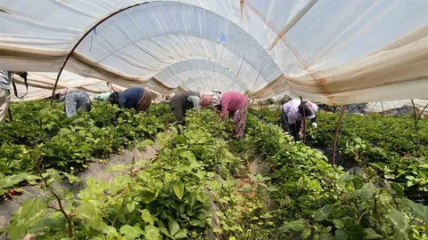 Aydın'da Çilek Hasadı Devam Ediyor