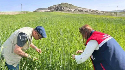 Afyonkarahisar'da Hububat Denetimleri Devam Ediyor