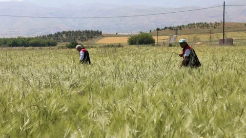 Elazığ'da Tarımsal Çalışmalar Değerlendirildi
