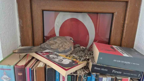 Datça'da Kumrular Yuva Yaptı