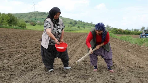 Ladik Fasulyesi Yetiştiriciliği Yeniden Başladı