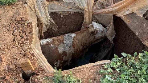 Muş'ta Foseptik Çukuruna Düşen İnek Kurtarıldı