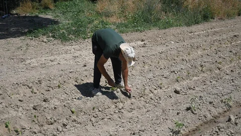 Kuşadası’nda Yaz Hasadı Heyecanı Başlıyor