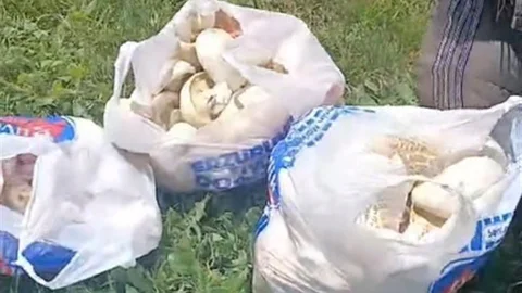 Erzurum'da Mantar Bereketi Yaşanıyor