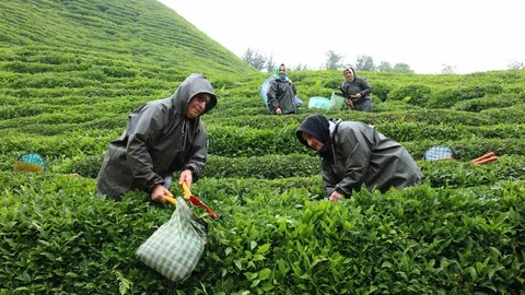 Rize'de Çay Tarımı Yeniden Şekilleniyor