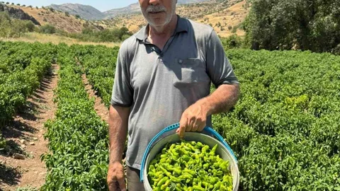 Diyarbakır'da Çermik Biberi Satışta
