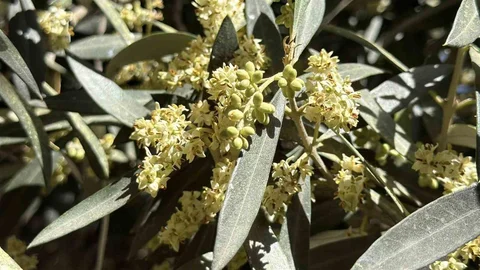 Balıkesir'de Zeytin Üreticilerine Uyarılar