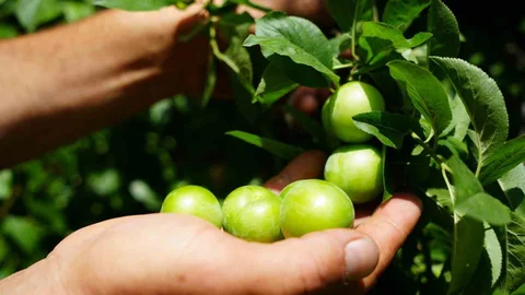 Kocaeli'de Eşme Eriklerinde Rekolte Artışı