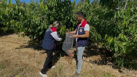 Söke'de Kiraz Bahçeleri Denetlendi