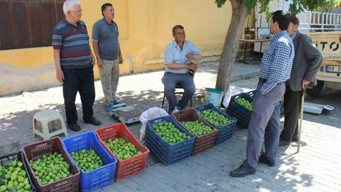 Aydın'da İlek Pazarı Hareketlendi