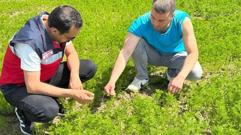 Çavdarhisar'da Çörek Otu Kontrolü Yapıldı