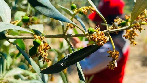 Salihli'de Zeytin Güvesi İlaçlama Uyarısı
