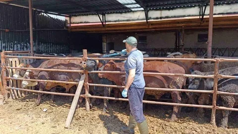 İthal Besi Hayvanlarına Denetim Başlatıldı