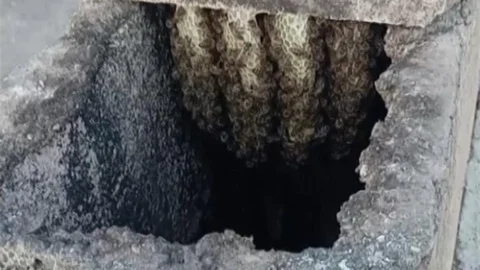 Arılar Bacada Oğul Verdi
