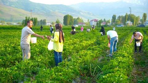 Muş'ta Çilek Toplama Deneyimi
