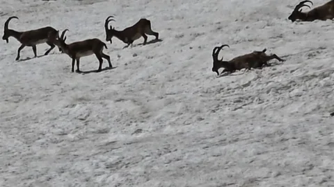 Tunceli'de Dağ Keçileri ve Ayılar Görüntülendi